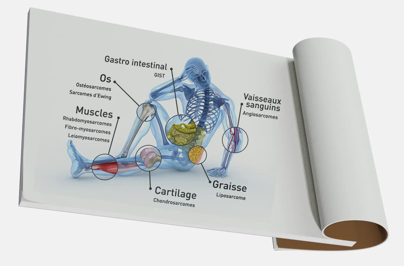 Illustration-anatomie-humaine